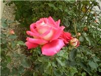 a343eb70-Picture 775.jpg